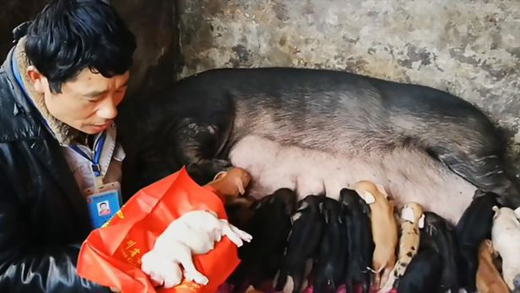 Pig 